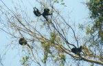 Howler Monkeys
